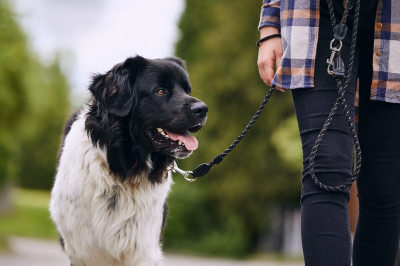 A dog walking on a leash.