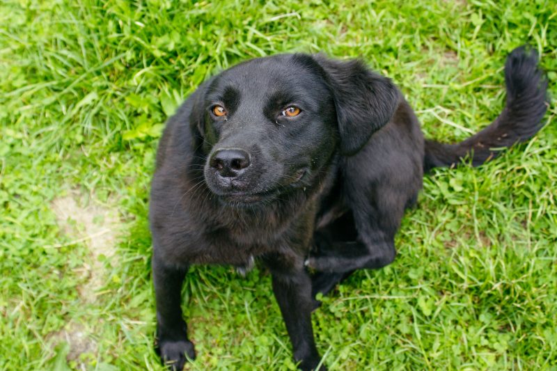 A dog with allergies scratching.