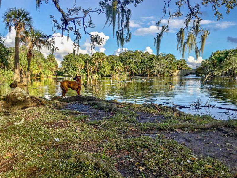 A boxer stands by a lake.
