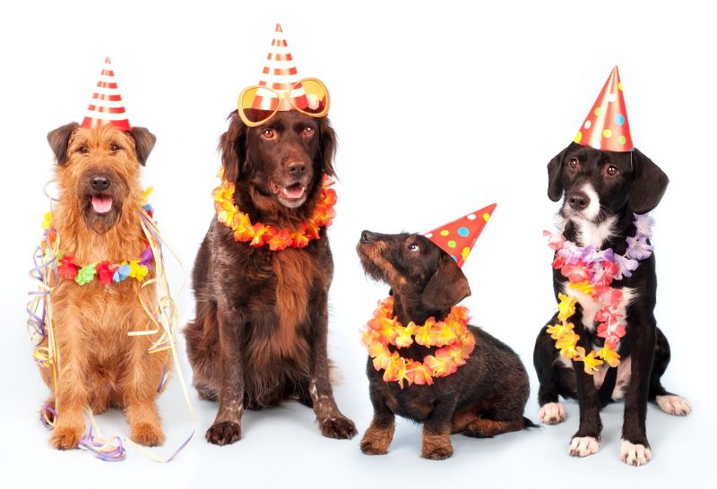 Four happy dogs at a party