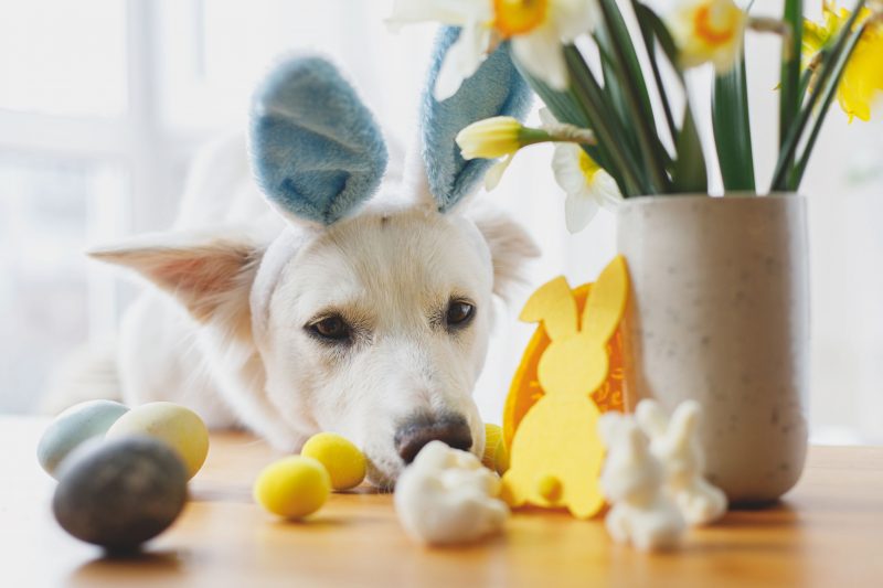 A dog wearing bunny ears looking at Easter decorations.