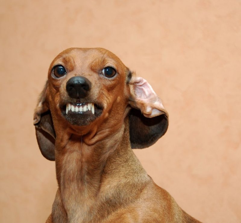 A very angry weenie dog baring teeth..