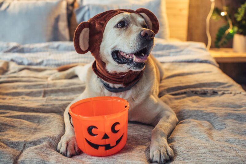 dog celebrating hallowen.