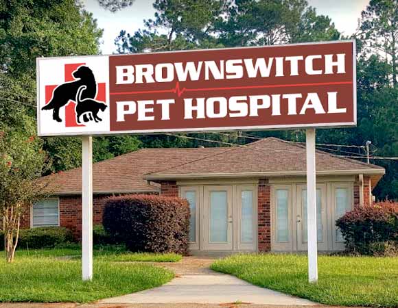 Veterinarian Slidell, LA | Brownswitch 